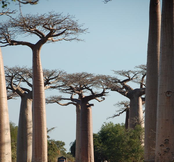  Baobab