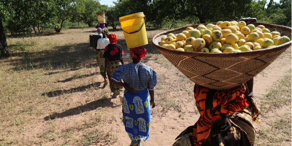 How The Zola Collective is Revolutionizing Well-Being and Empowering African Farmers