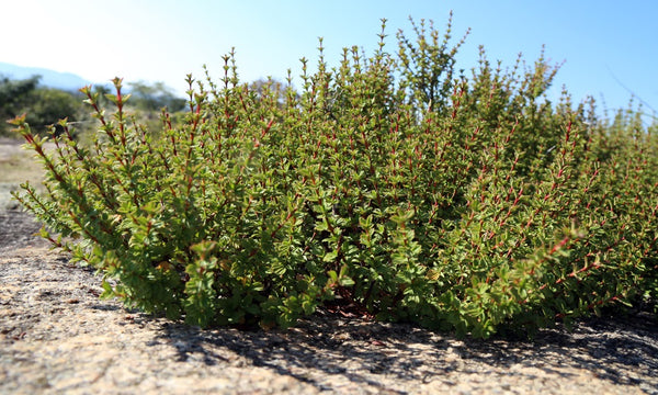 Resurrection bush